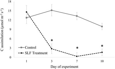 Impacts of short-term feeding by spotted lanternfly (Lycorma delicatula) on ecophysiology of young hardwood trees in a common garden